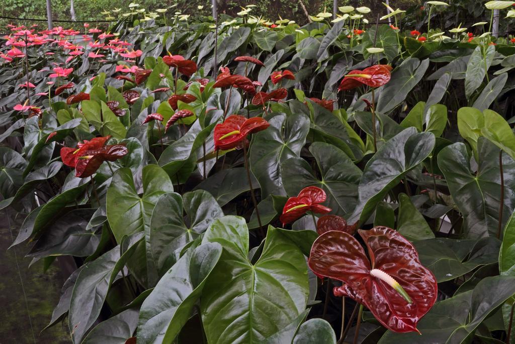 Finca Hamburgo La Ruta Del Cafe Tuzantan Luaran gambar